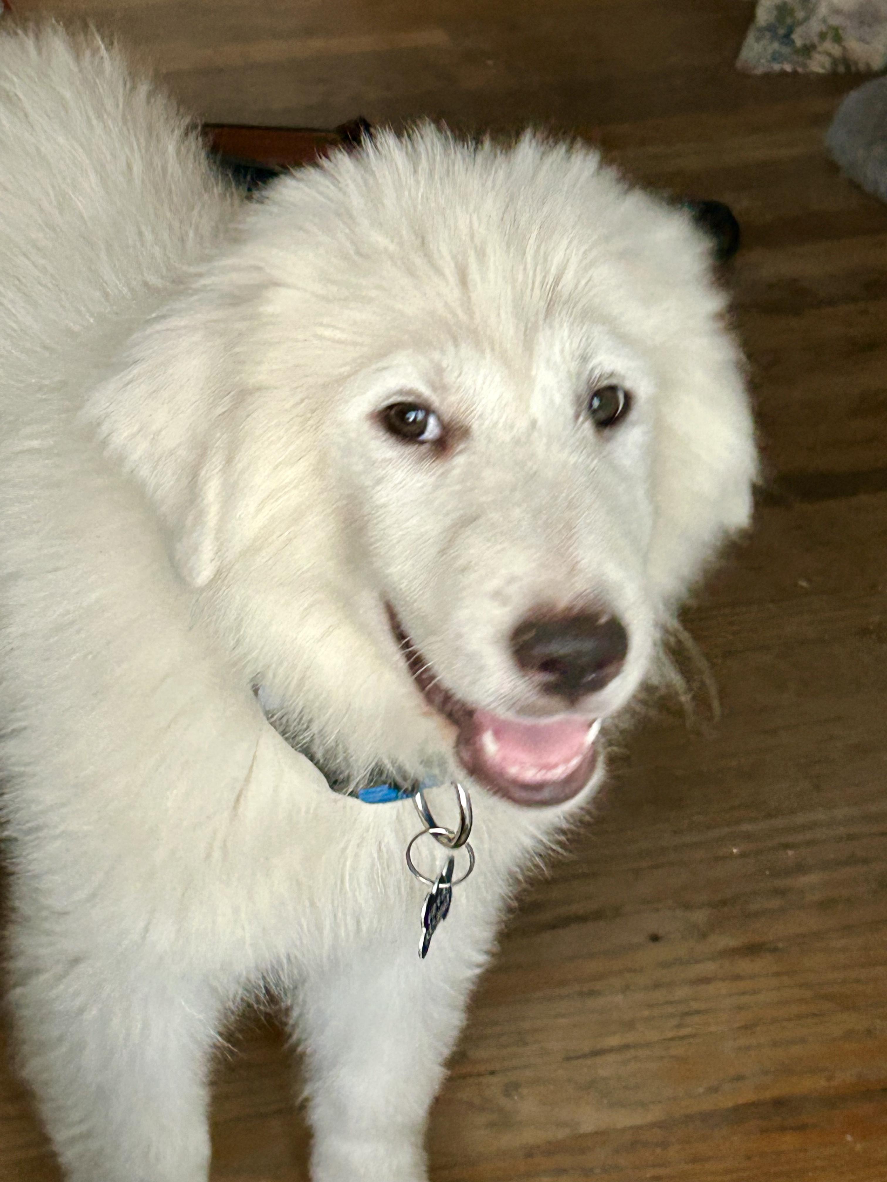 Bowie, a Adopted Great Pyrenees in North Hollywood, CA image 5/5