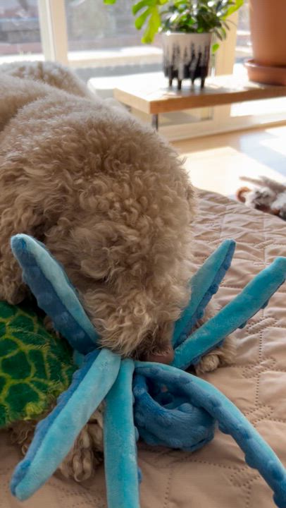 Enlarge Bowie, a Adopted Great Pyrenees in North Hollywood, CA video 4/5