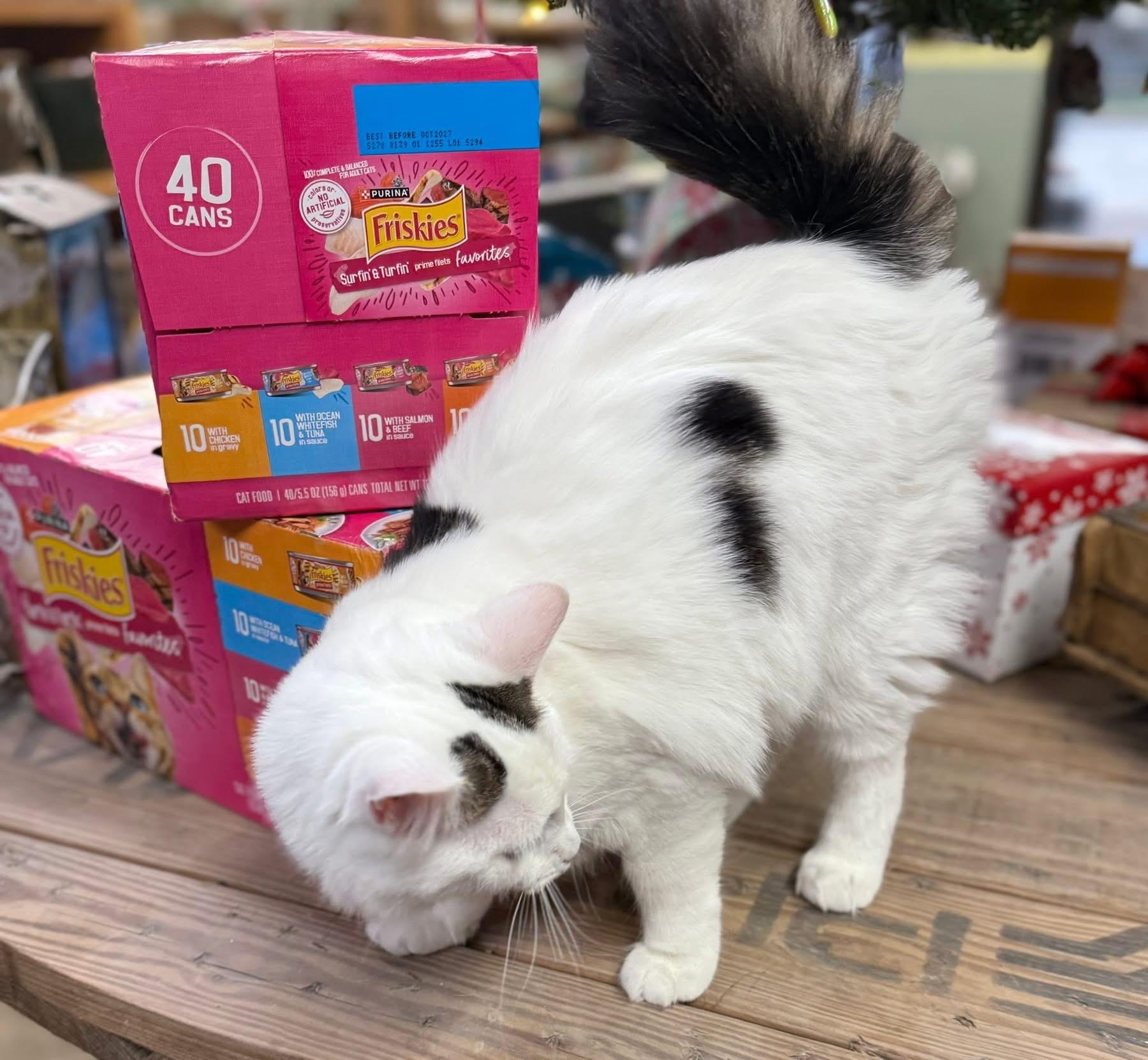 Beverly Fluffy Beauty thumbnail 2