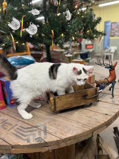 Beverly Fluffy Beauty thumbnail 3