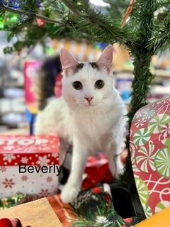 Beverly Fluffy Beauty thumbnail 4