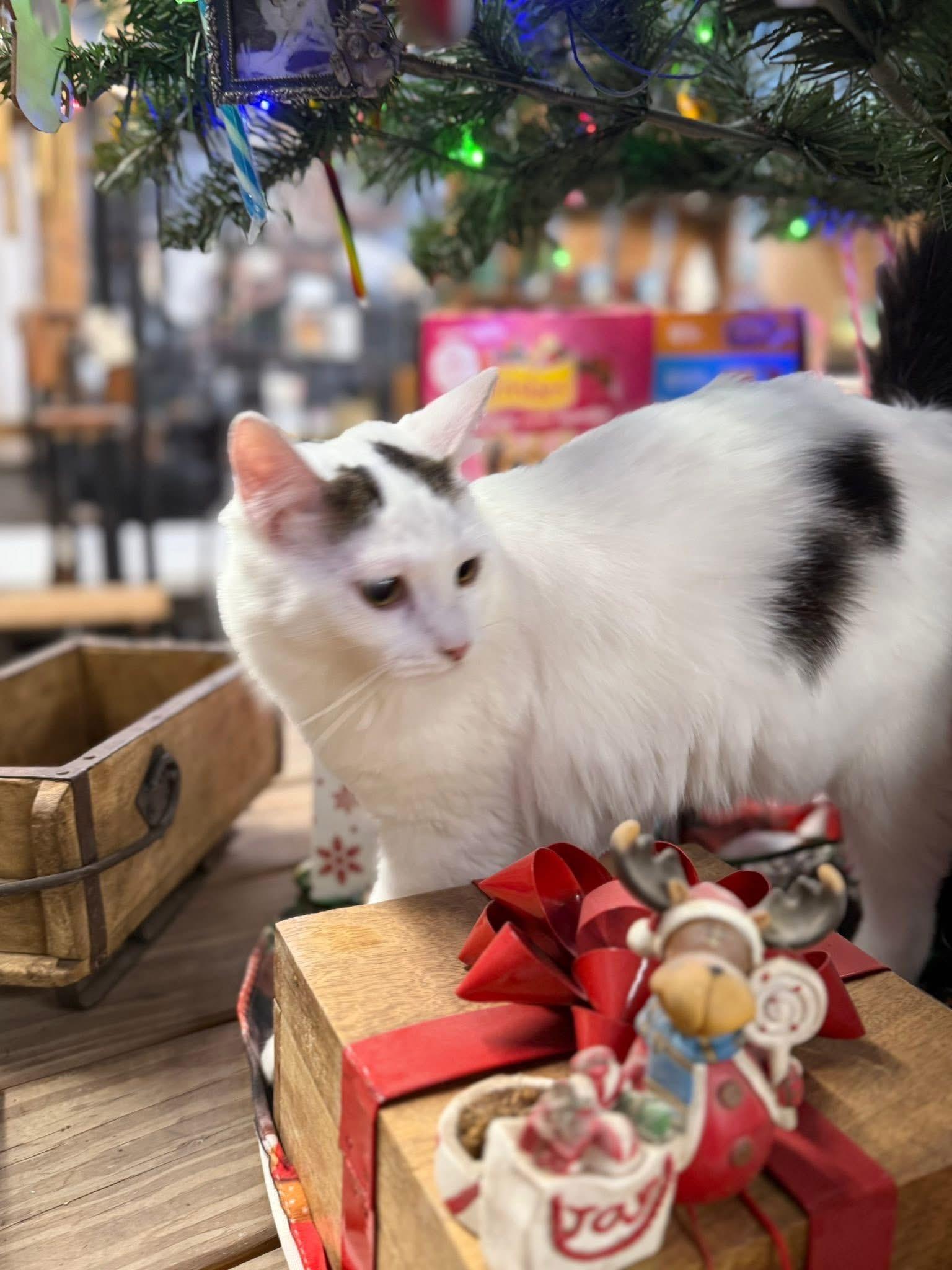 Beverly Fluffy Beauty thumbnail 5