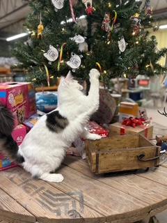 Beverly Fluffy Beauty thumbnail 6