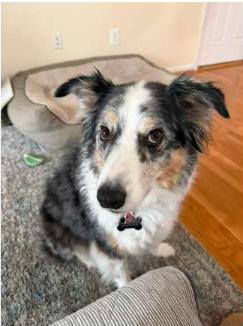 Enlarge Bonnie, a Adoptable Australian Shepherd in Alexandria, VA image 2/3