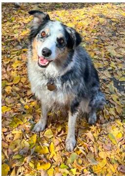 Bonnie, Adoptable, Adult Female Australian Shepherd.