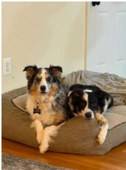 Enlarge Bonnie, a Adoptable Australian Shepherd in Alexandria, VA image 3/3