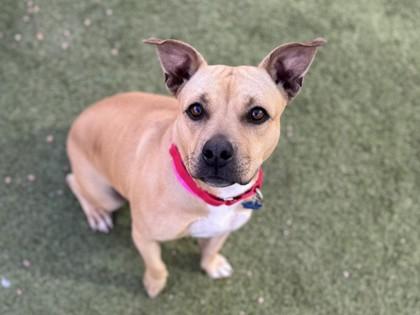 Enlarge Madigan, a Adoptable mixed breed in Phoenix, AZ image 1/3