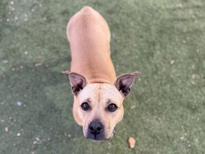 Enlarge Madigan, a Adoptable mixed breed in Phoenix, AZ image 2/3