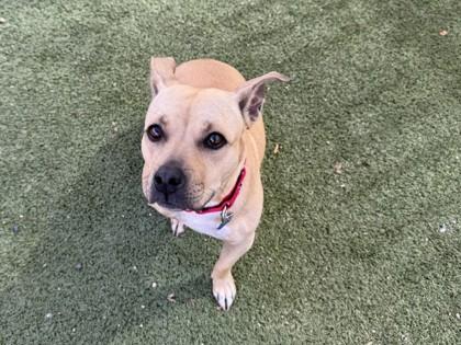 Madigan — thumbnail 3