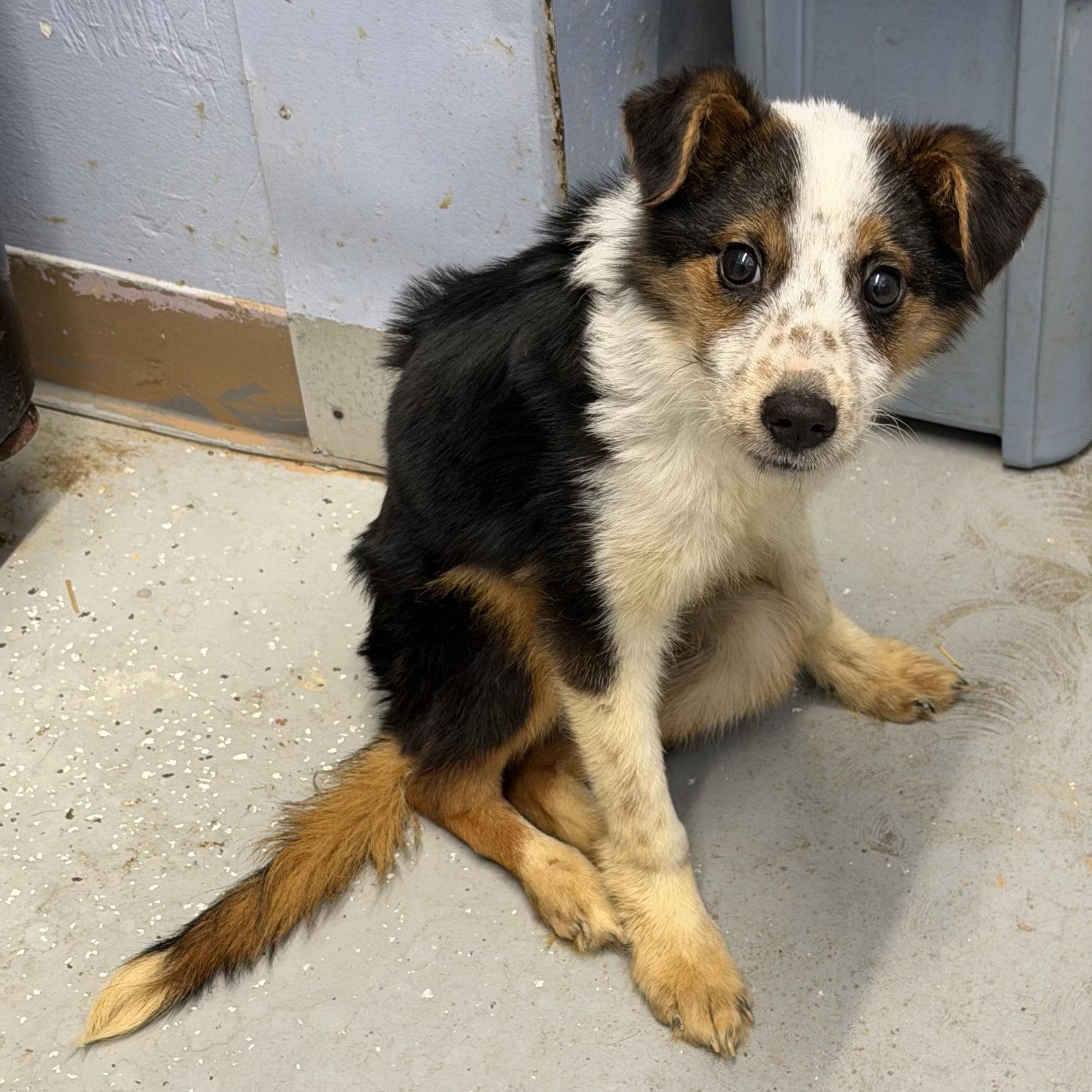 Benny, Adopted, Puppy Male Collie.