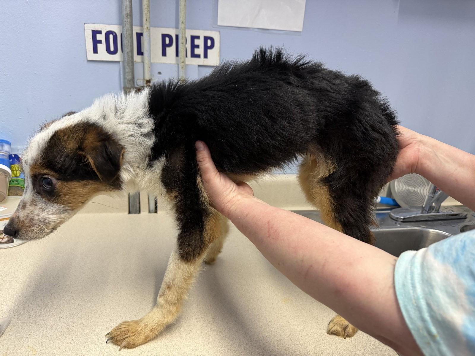 Enlarge Benny, a Adopted Collie in Elkins, WV image 2/3