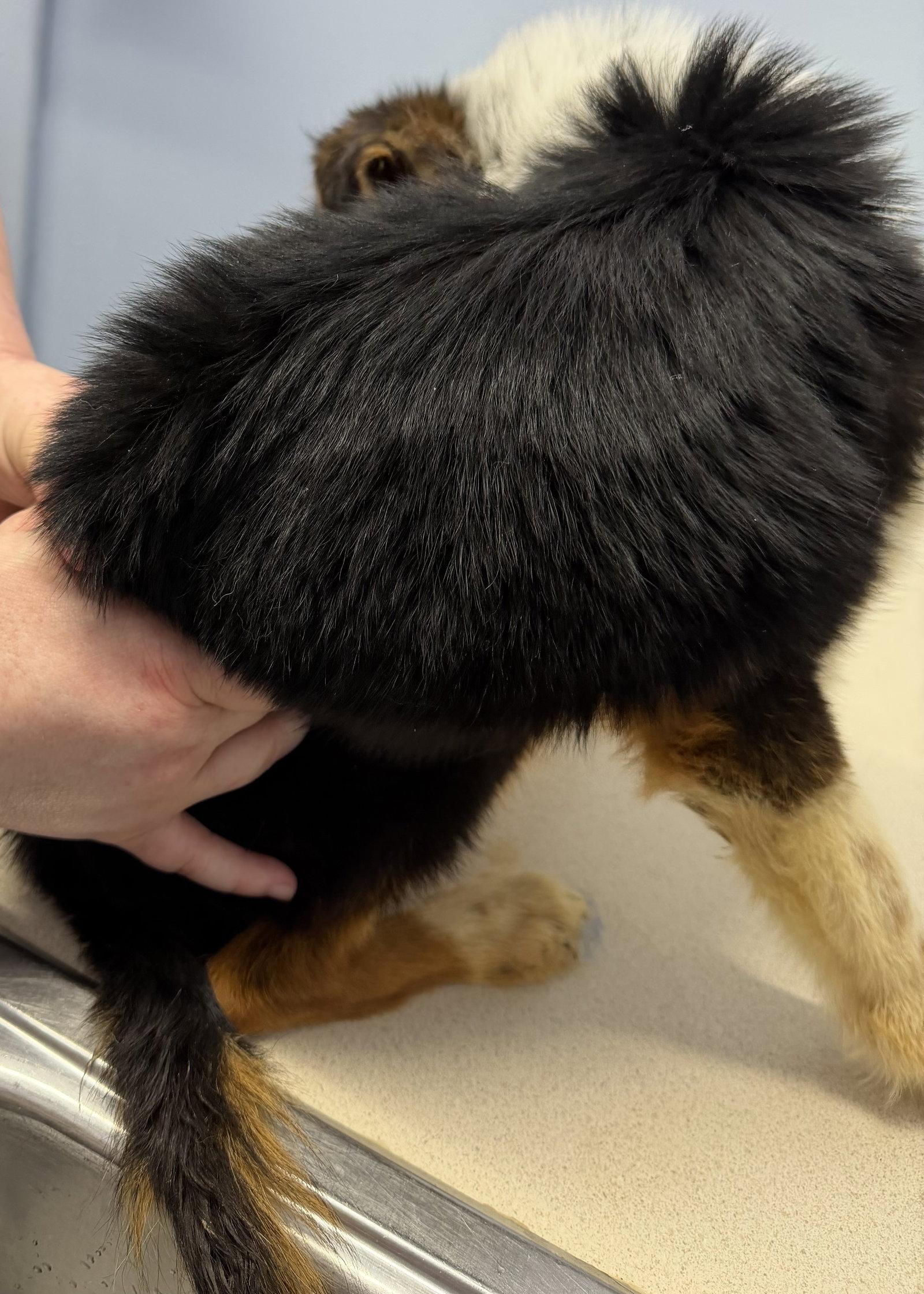 Enlarge Benny, a Adopted Collie in Elkins, WV image 3/3