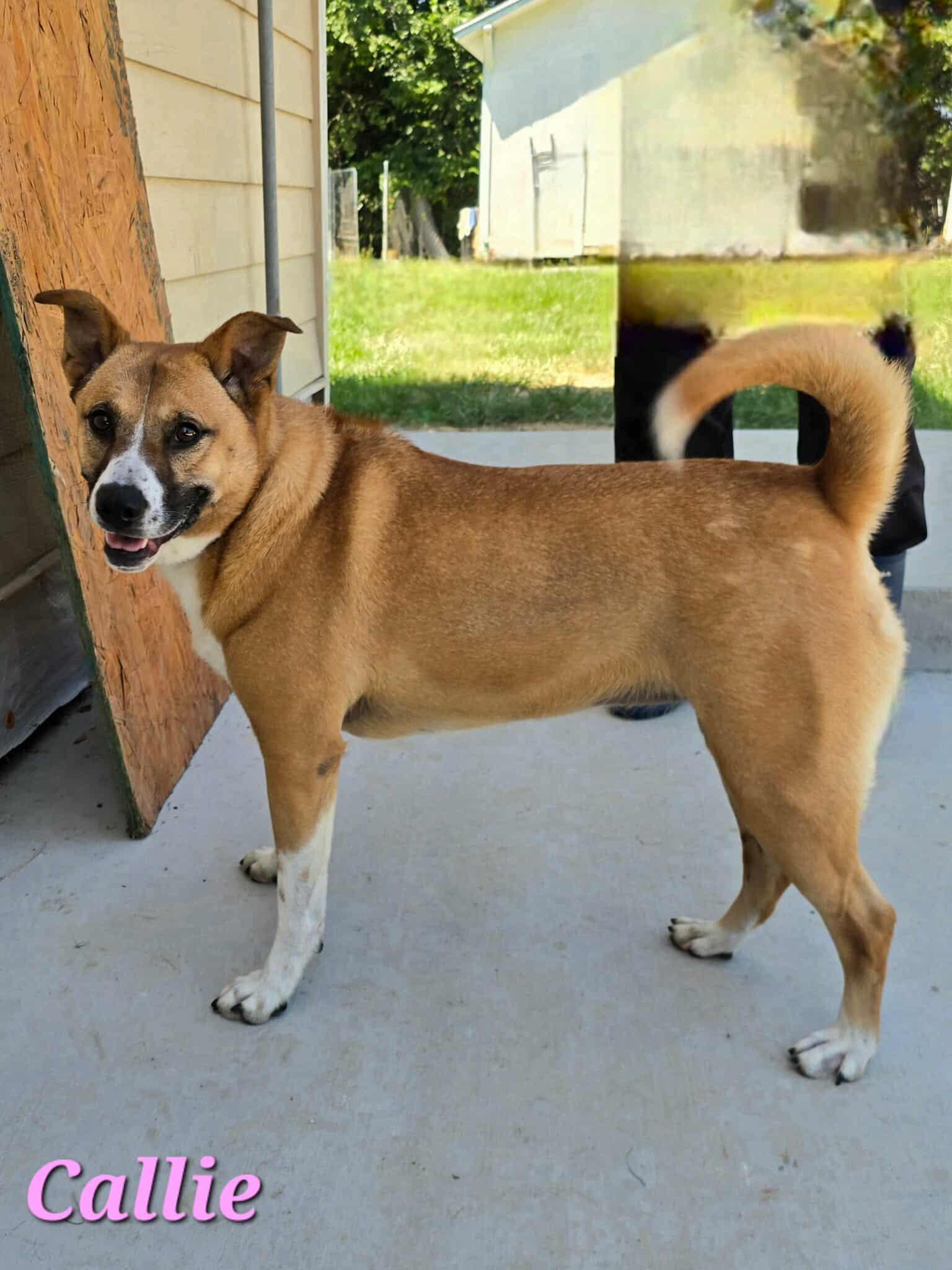 Callie, a Adoptable mixed breed in Orangeburg, SC image 1/3