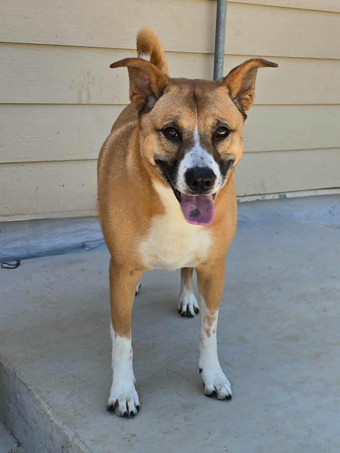 Callie, a Adoptable mixed breed in Orangeburg, SC image 2/3