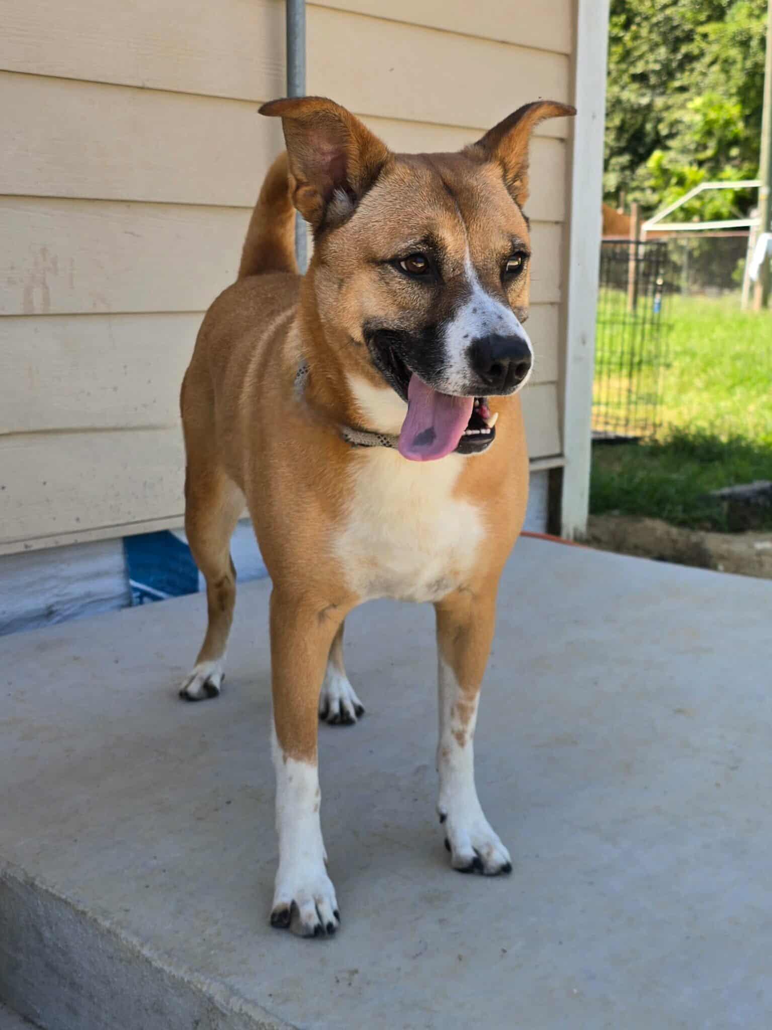 Callie, a Adoptable mixed breed in Orangeburg, SC image 3/3