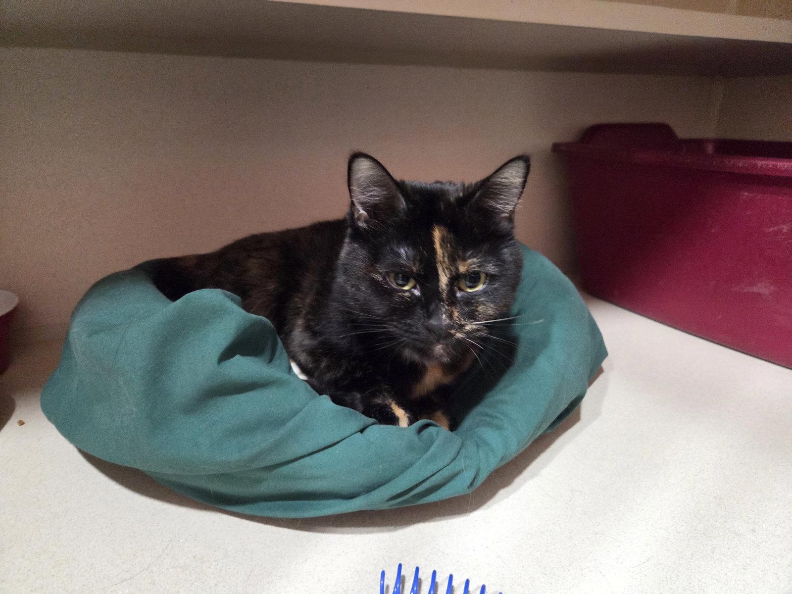 Enlarge Pixel, a Adoptable Tortoiseshell in Iroquois, IL image 1/1