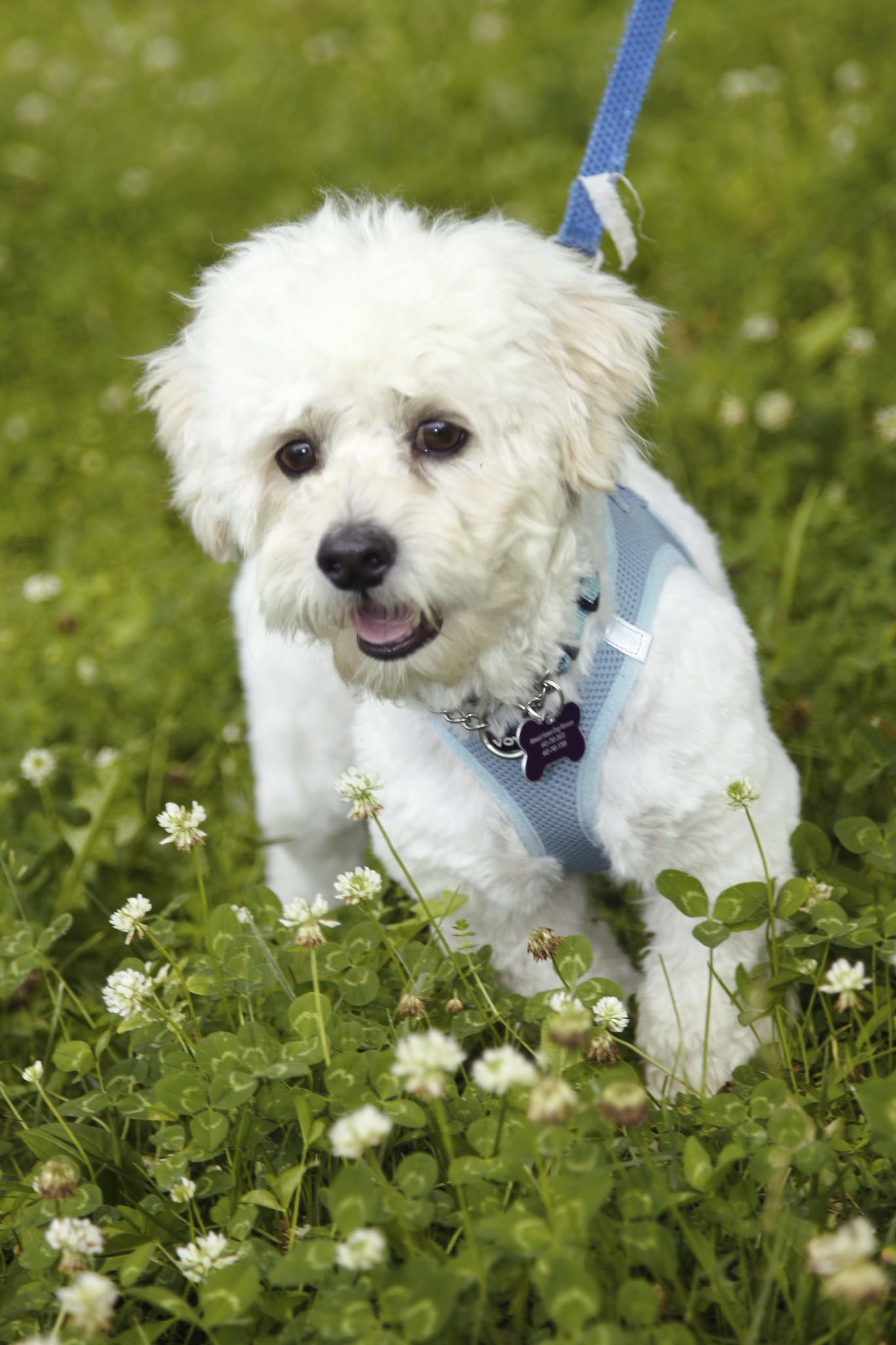 Vinnie (I need a short term foster), a ADOPTABLE mixed breed in Ellicott City, MD image 4/6