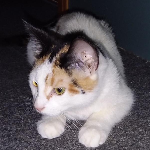 Enlarge Winter (bonded with Autumn), a Adopted Domestic Short Hair in Pickering, ON image 3/4