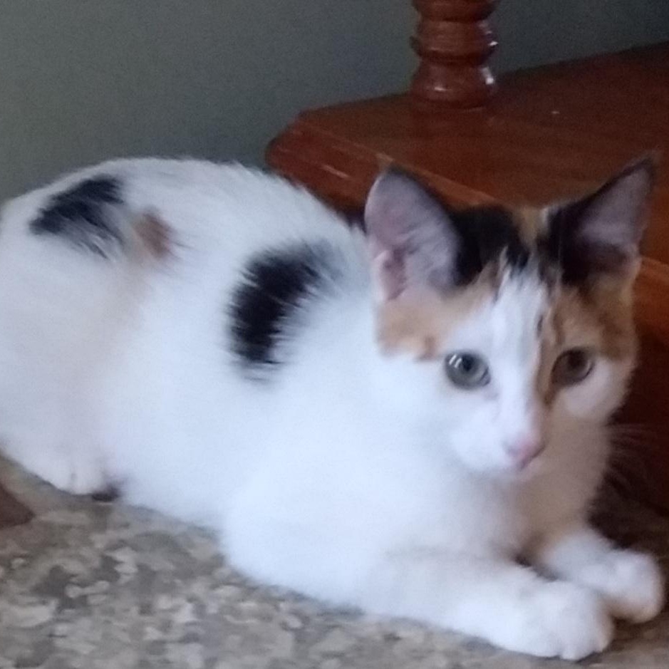 Enlarge Winter (bonded with Autumn), a Adopted Domestic Short Hair in Pickering, ON image 1/4