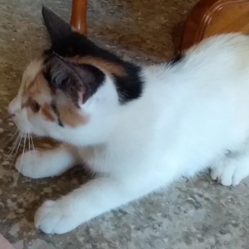 Enlarge Winter (bonded with Autumn), a Adopted Domestic Short Hair in Pickering, ON image 2/4