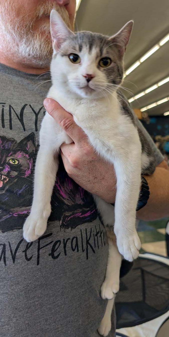 Enlarge Sylva, a Adoptable Domestic Short Hair in Maggie Valley, NC image 1/1