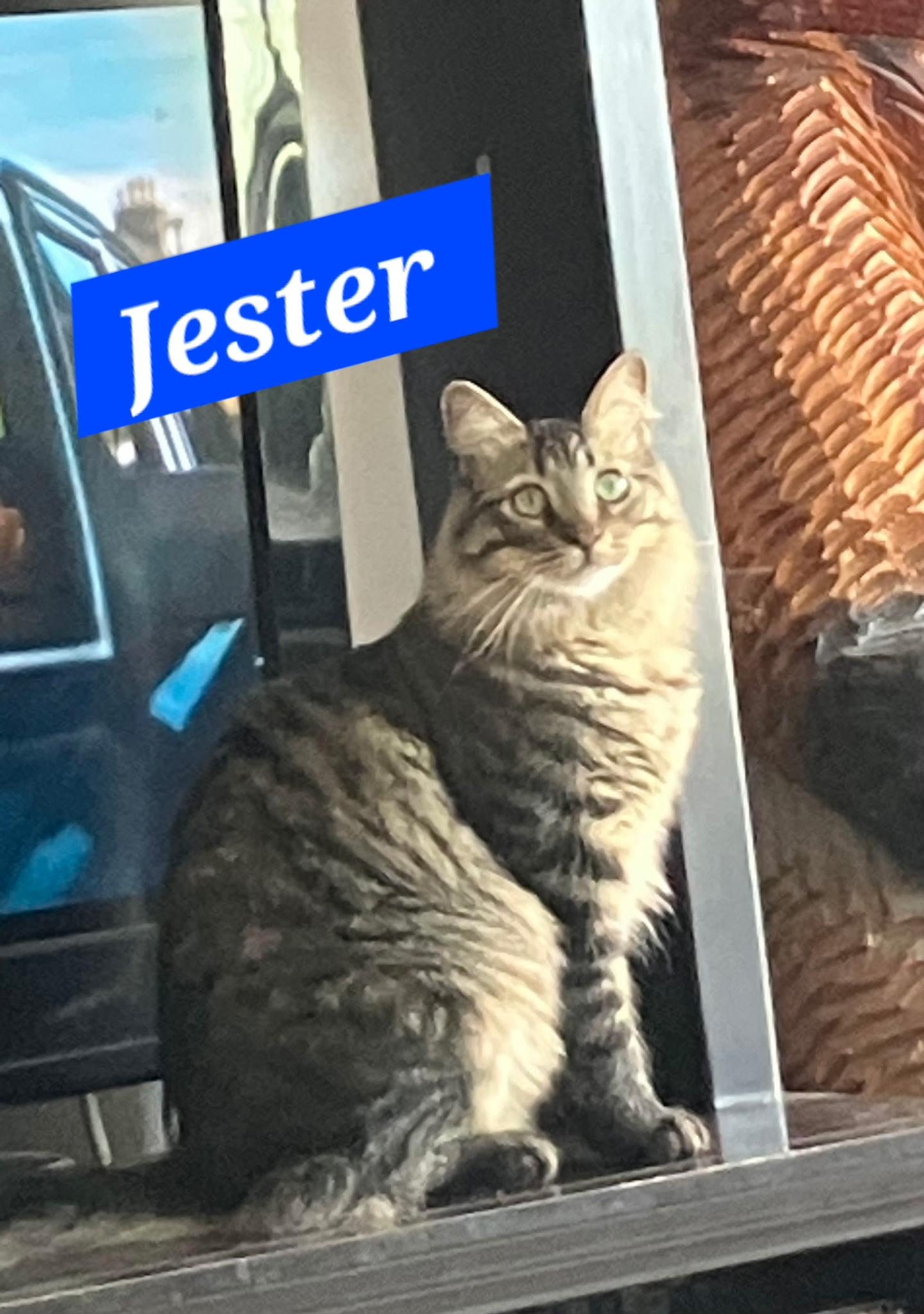 Enlarge Jester, a ADOPTABLE mixed breed in Albuquerque, NM image 1/1