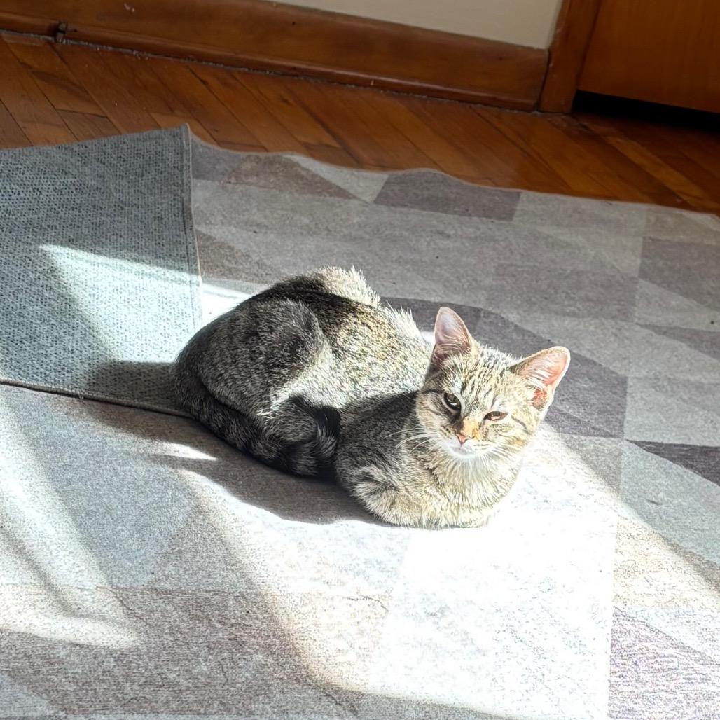 Piri, Adoptable, Kitten Female Domestic Short Hair.