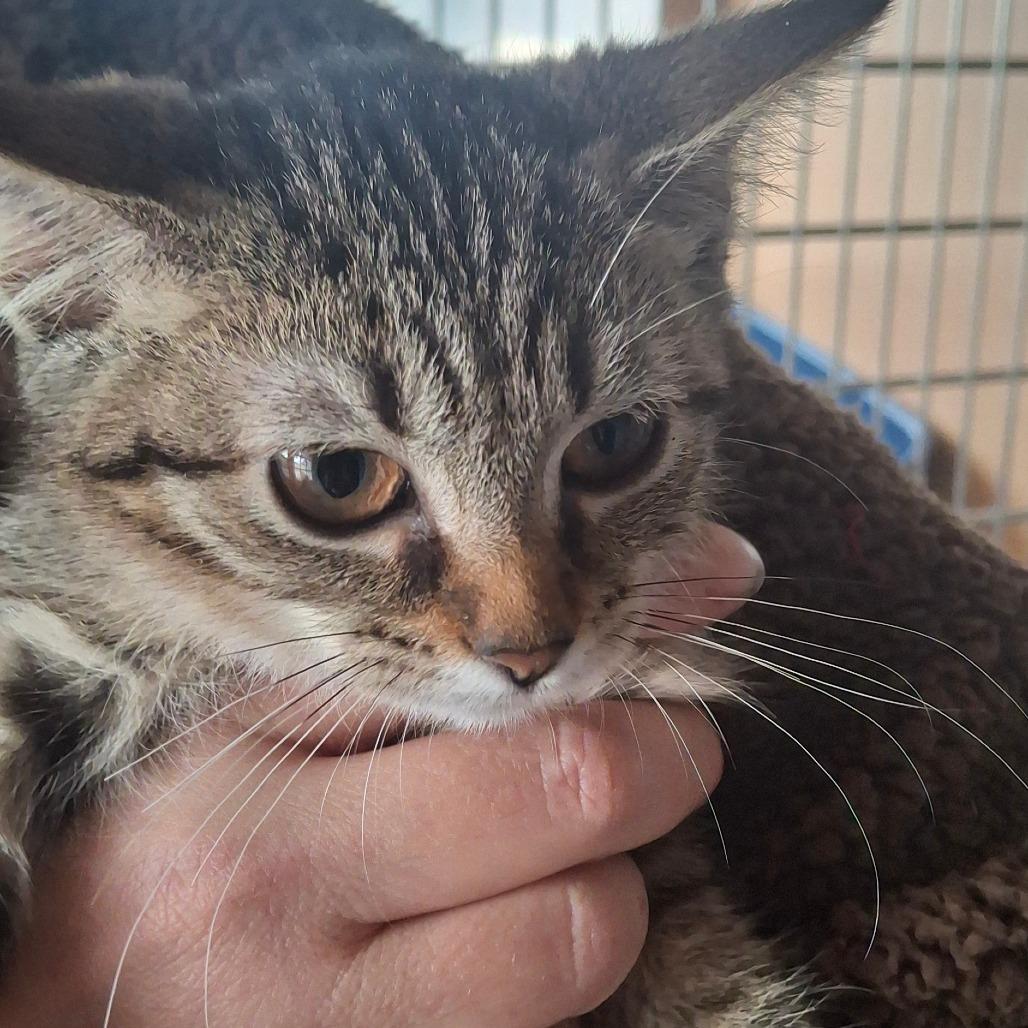 Piri, a Adoptable Domestic Short Hair in Springfield, OH image 2/2