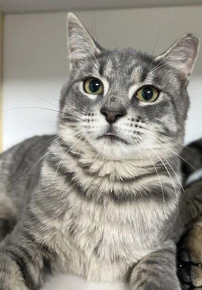 Enlarge Jolene 8.8.25, a Adoptable Domestic Short Hair in Apopka, FL image 1/2