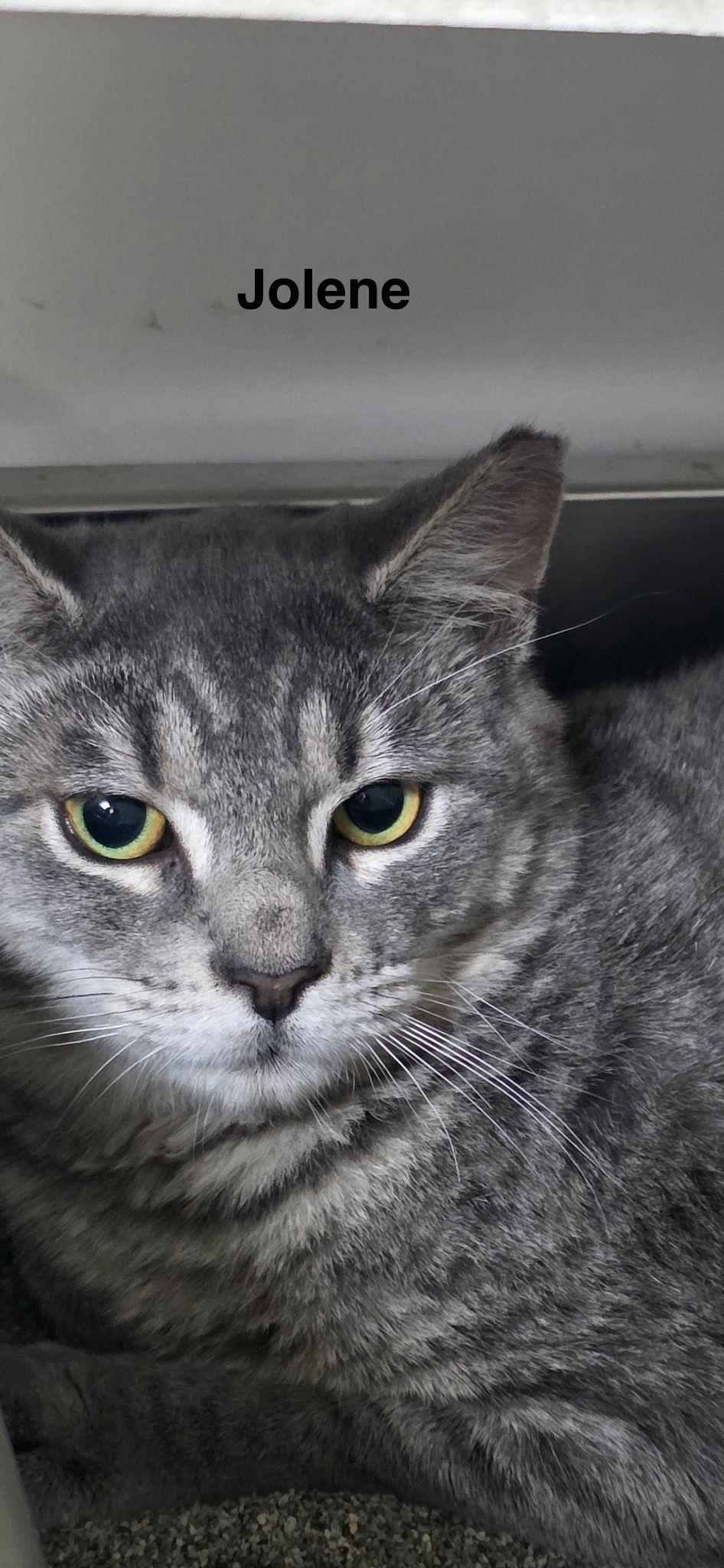 Enlarge Jolene 8.8.25, a Adoptable Domestic Short Hair in Apopka, FL image 2/2