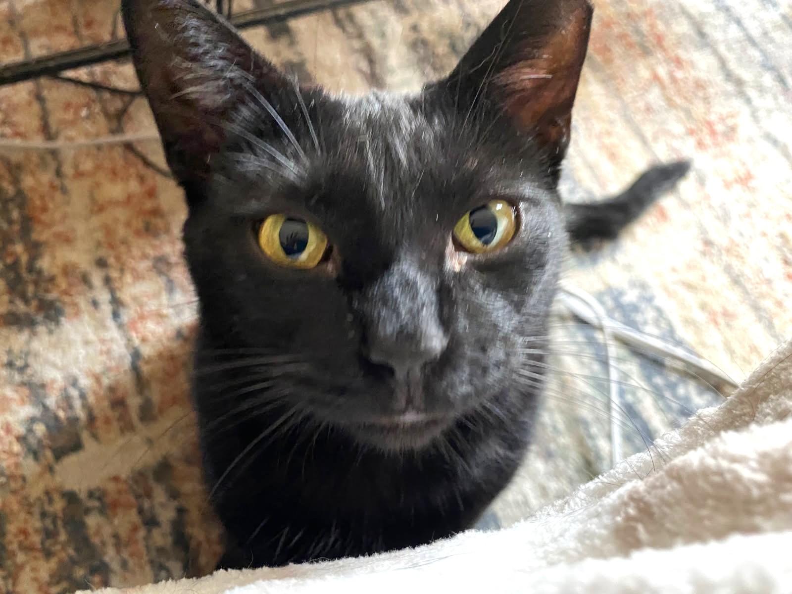 Enlarge Cleo, a ADOPTABLE mixed breed in Ypsilanti, MI image 3/3