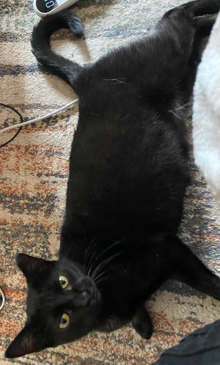 Enlarge Cleo, a ADOPTABLE mixed breed in Ypsilanti, MI image 2/3