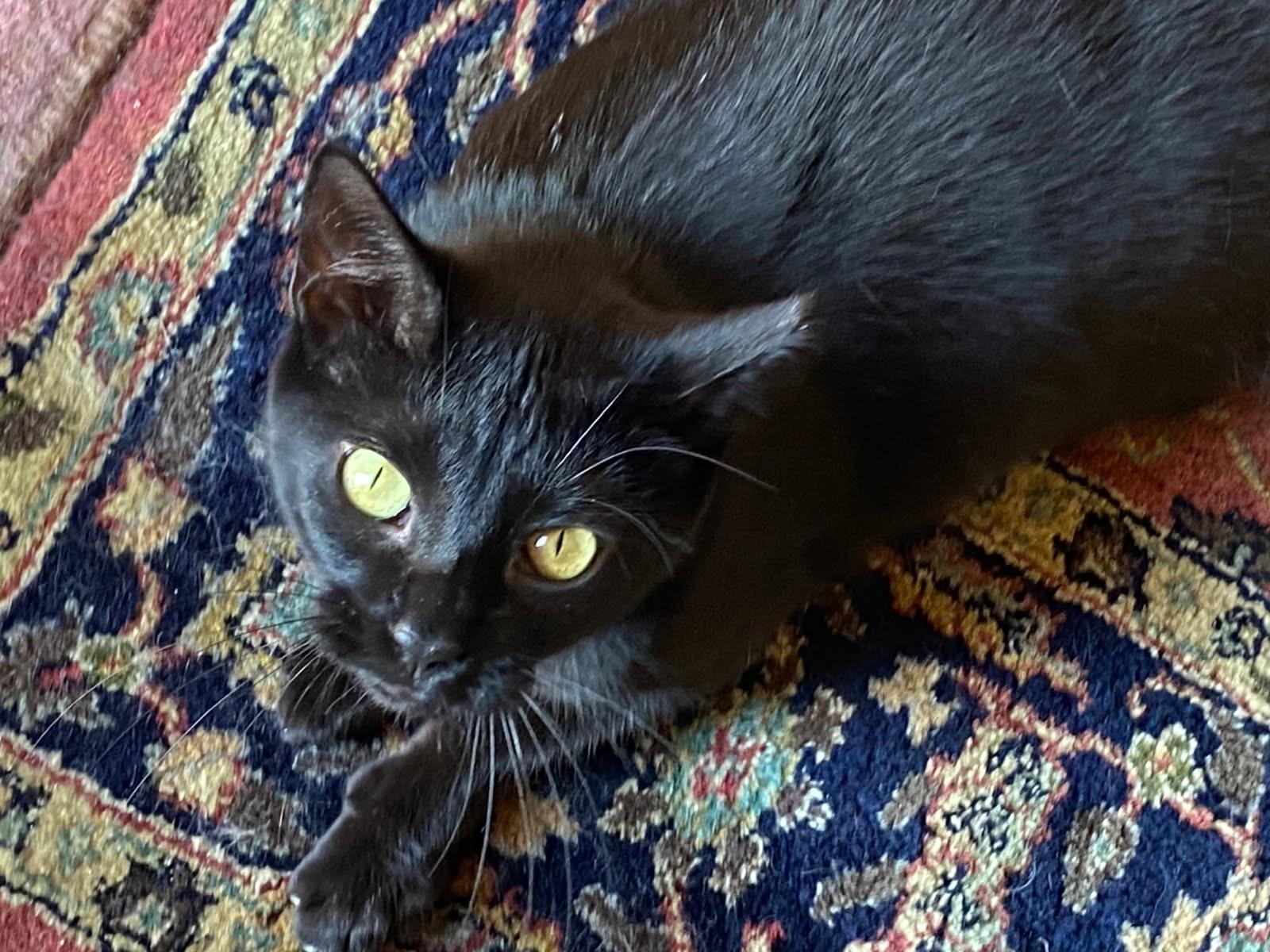 Enlarge Cleo, a ADOPTABLE mixed breed in Ypsilanti, MI image 2/4