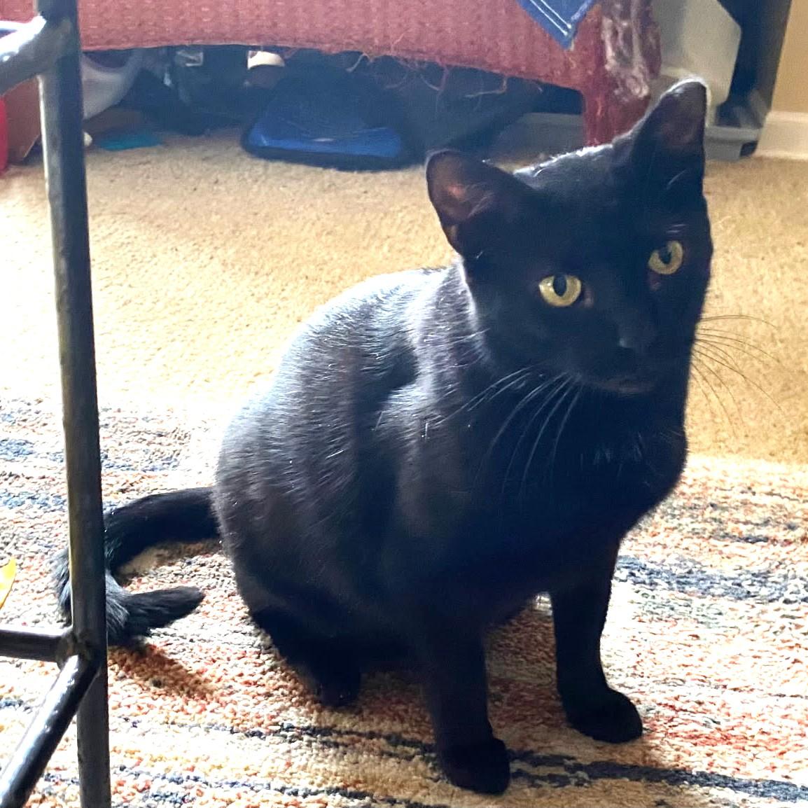 Cleo, ADOPTABLE, Adult Female Domestic Short Hair.