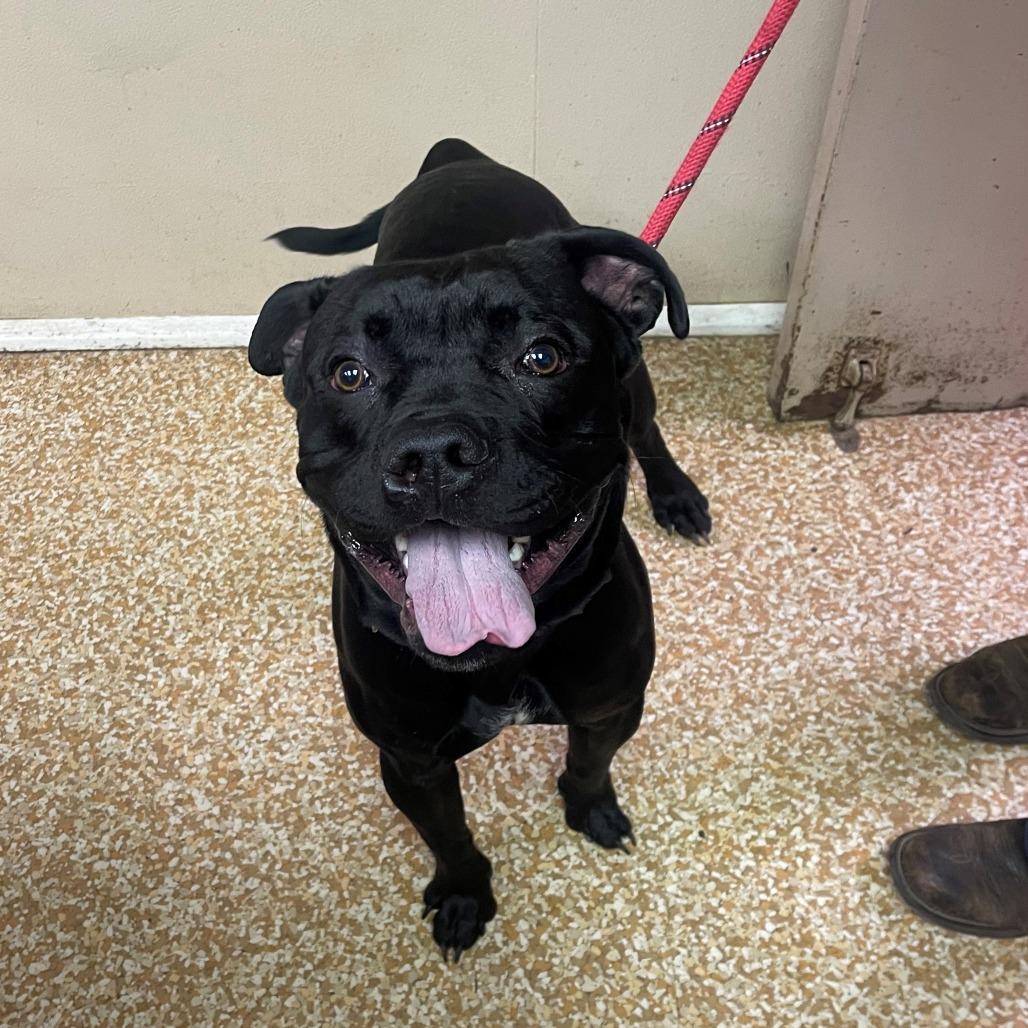 Nick, Adoptable, Adult Male Boxer & American Bulldog.