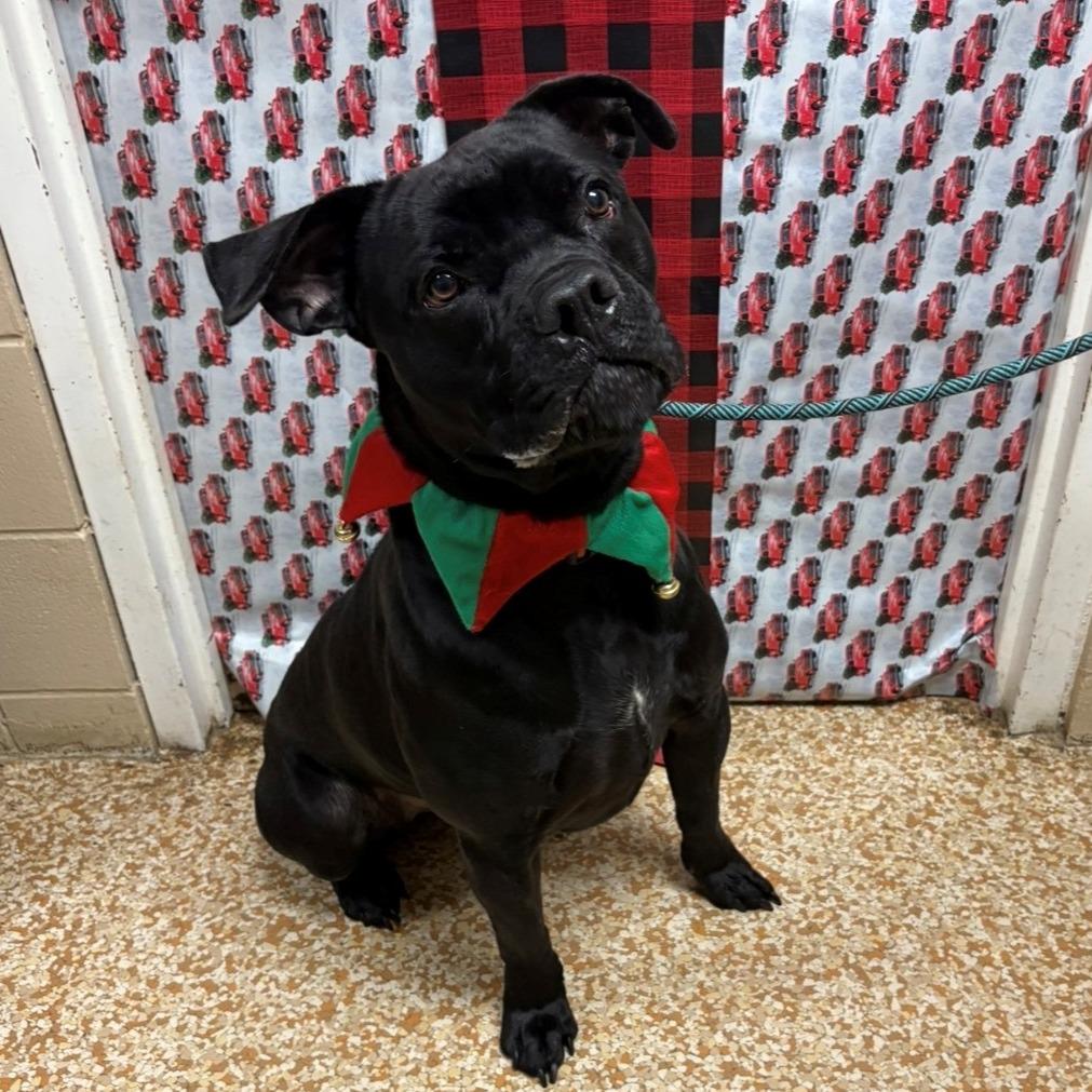 Enlarge Nick, a Adoptable mixed breed in Chehalis, WA image 1/1