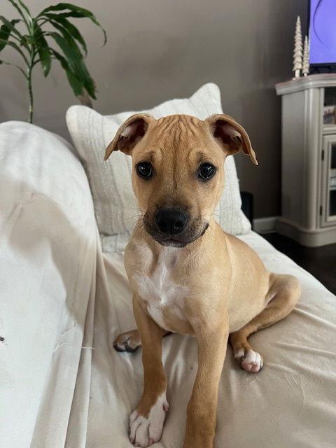 Bishop, Adoptable, Puppy Male Hound & Beagle.