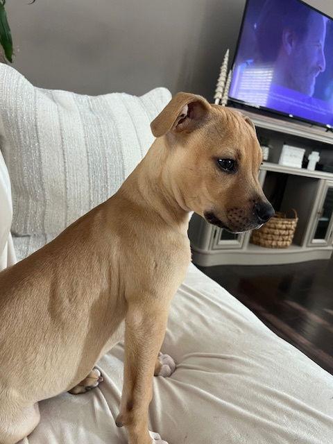 Enlarge Bishop, a Adoptable mixed breed in St. Louis, MO image 3/3