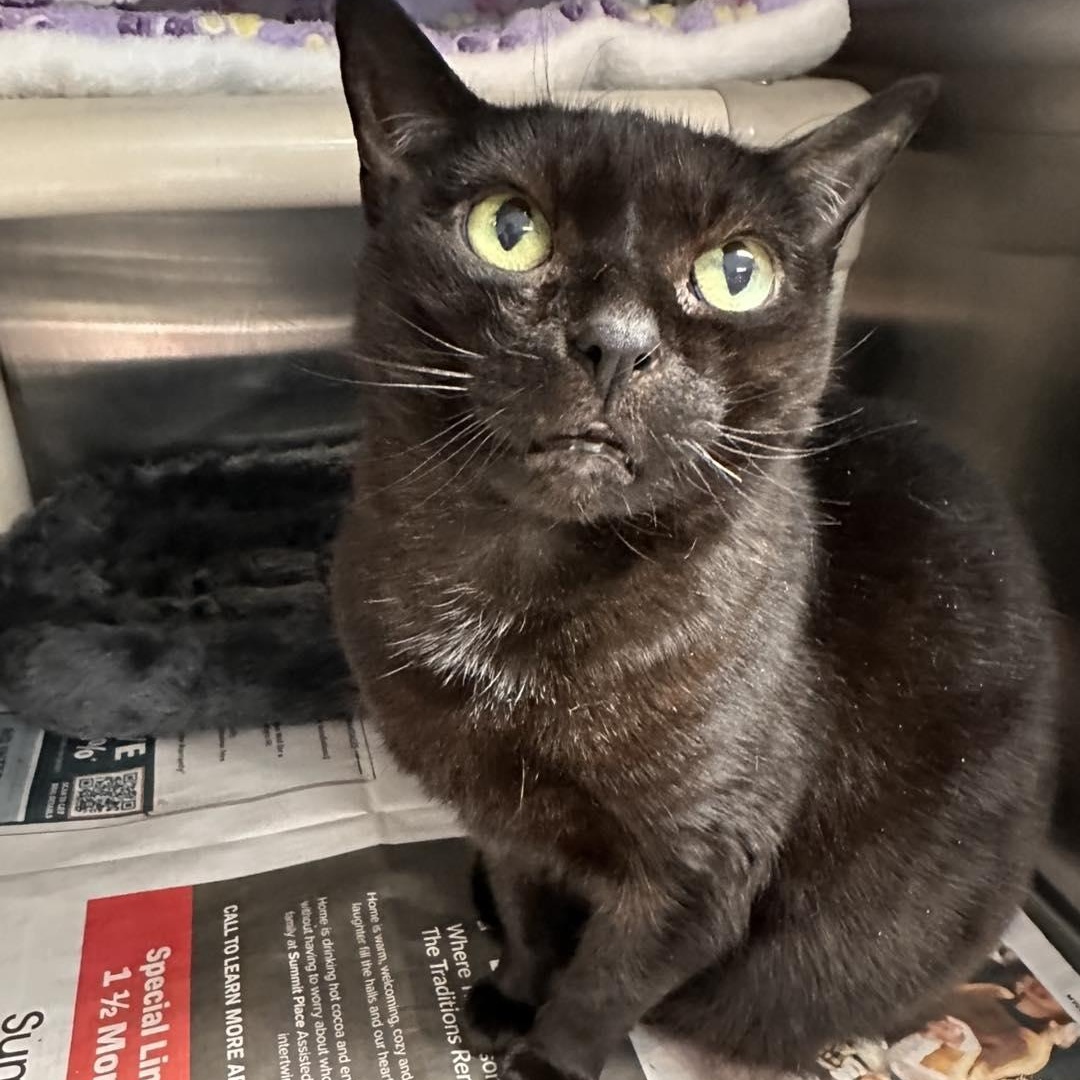 Fizz (in foster), Adoptable, Senior Female Domestic Short Hair.