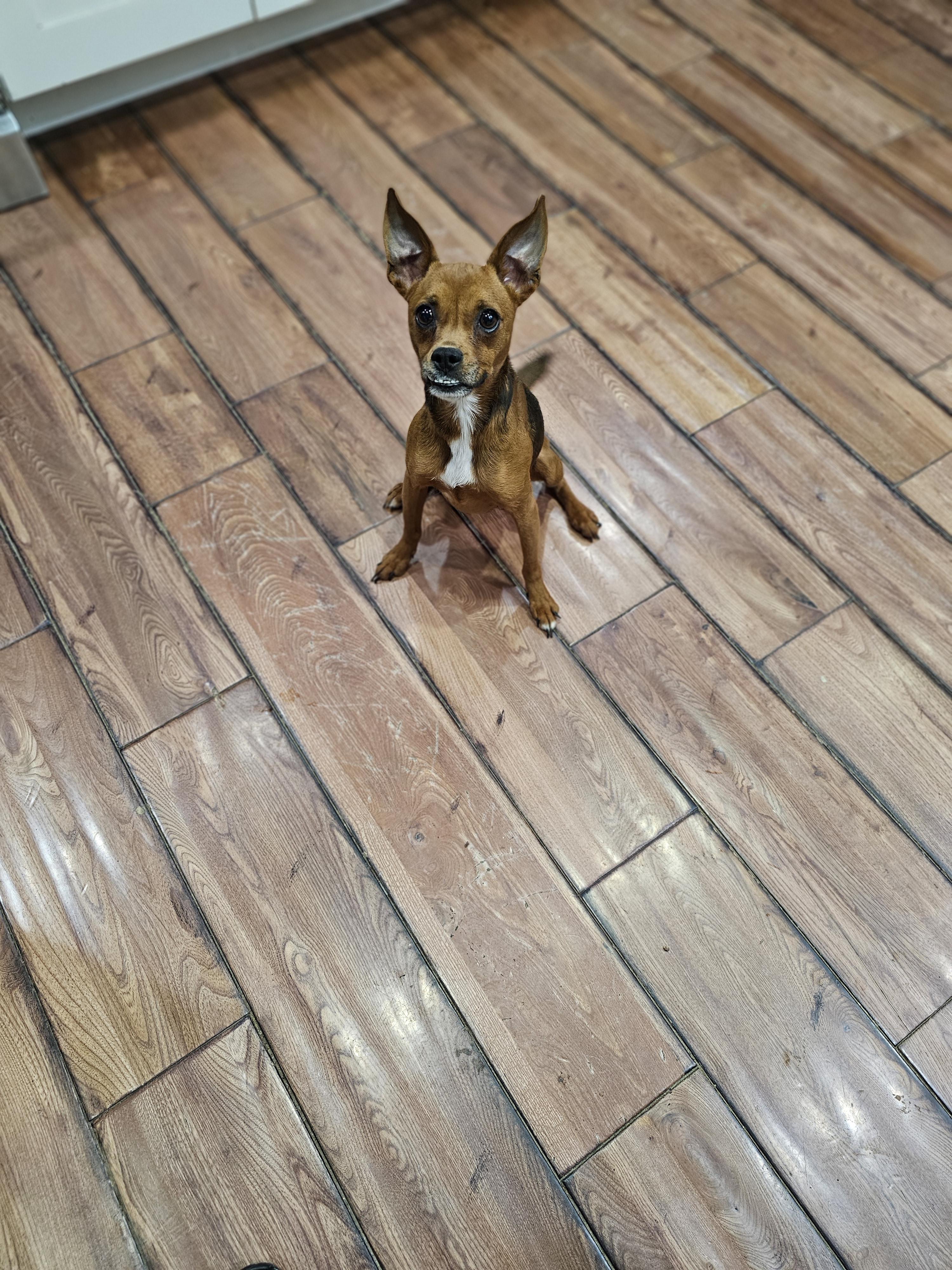 Ashara, adopted, Young Female Chihuahua.