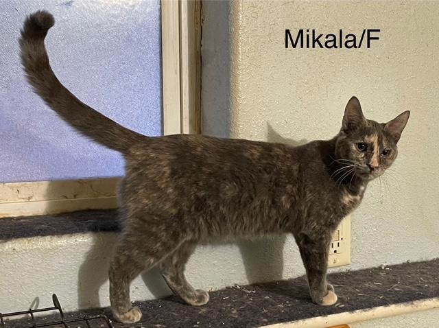 Enlarge Mikala, a Adoptable American Shorthair in Ronan, MT image 1/1