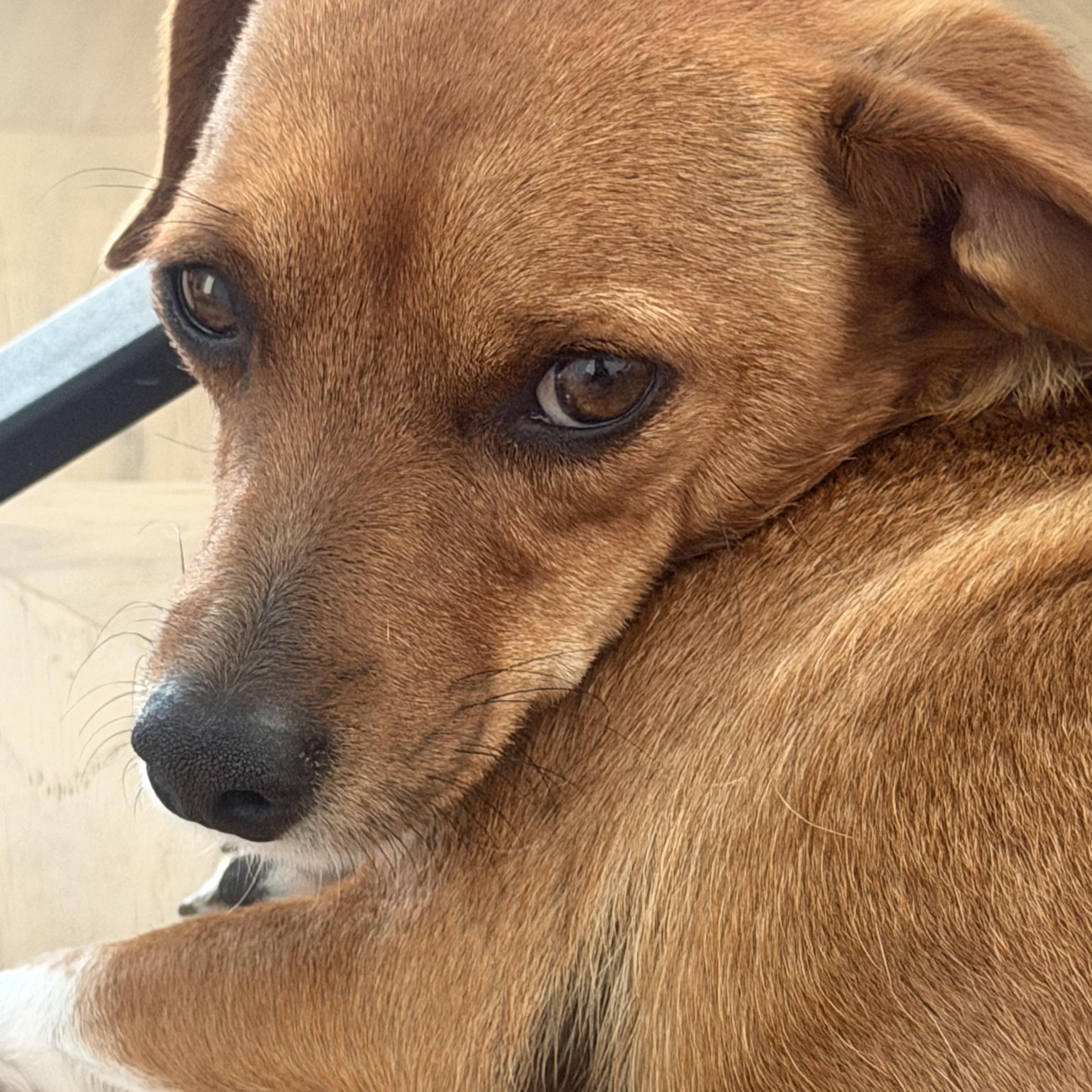 Mr. Velcro Draco, Adoptable, Young Male Dachshund & Chihuahua.