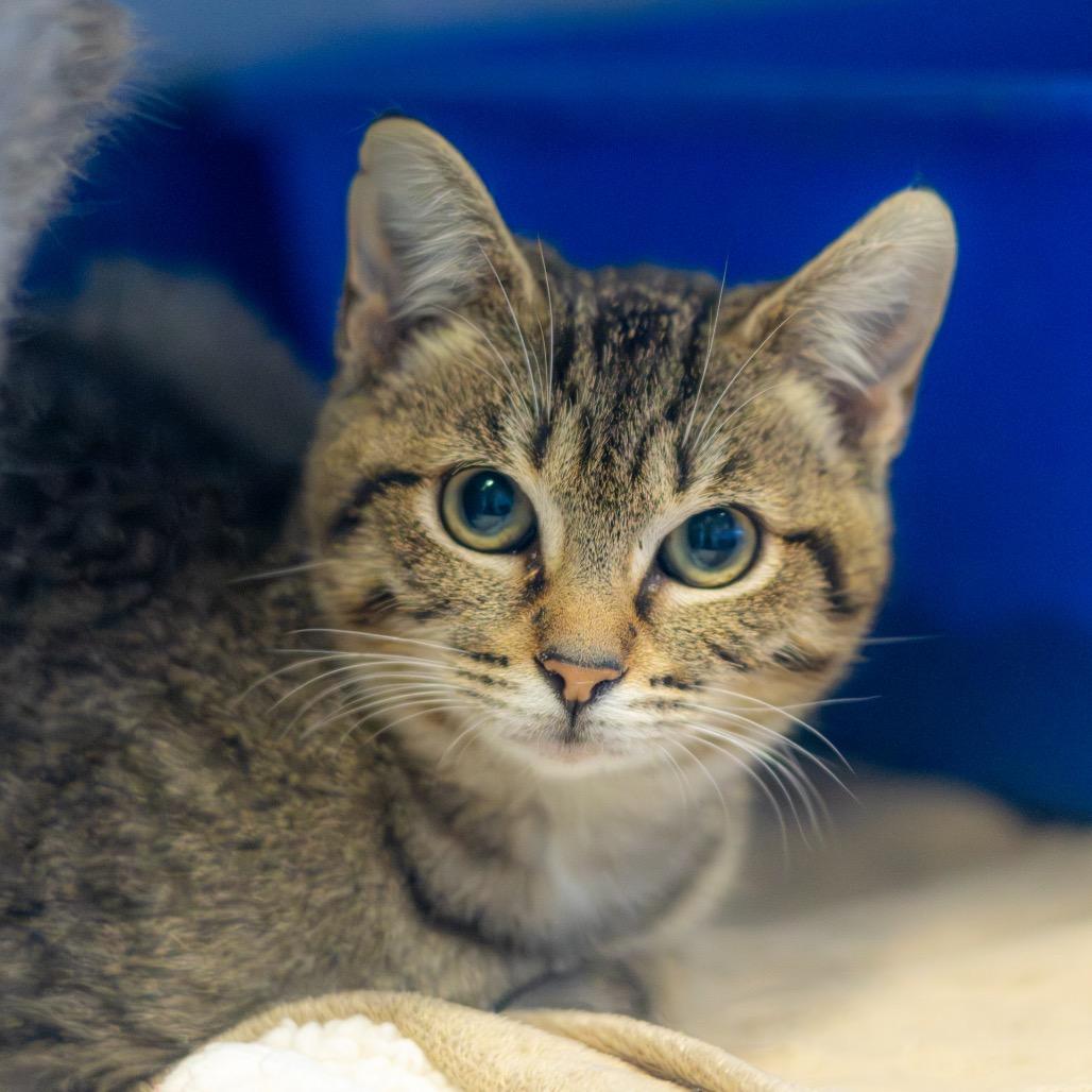 Opal (bonded with Pearl)