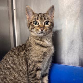 Opal (bonded with Pearl) — thumbnail 2