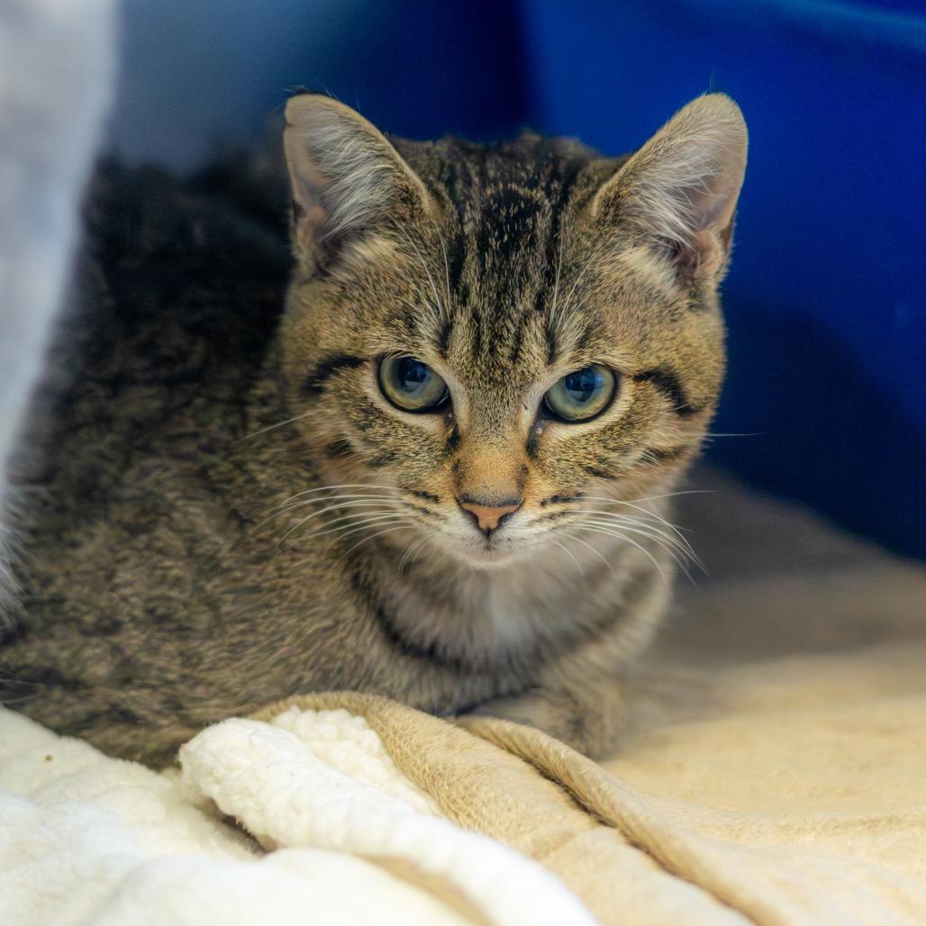 Opal (bonded with Pearl) — thumbnail 3