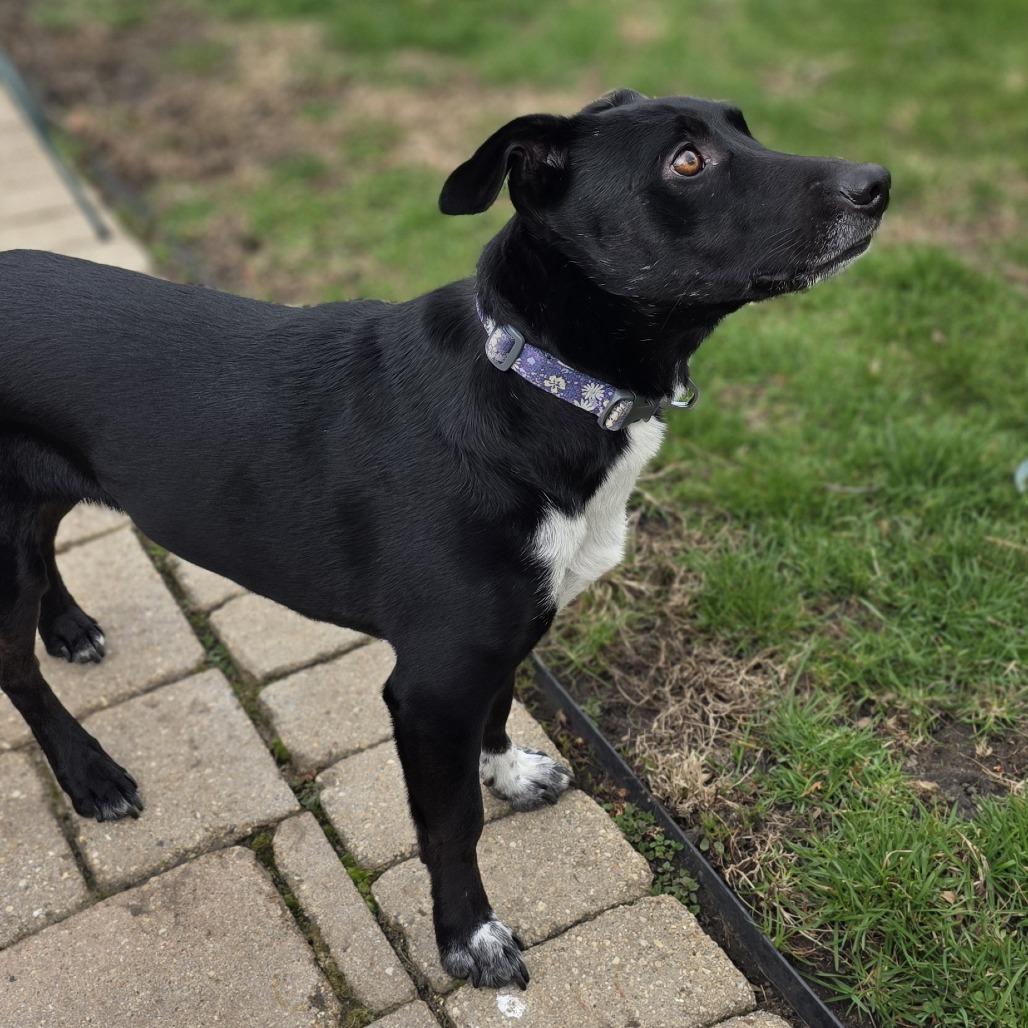 Enlarge Stella - Home to Home, a Adoptable mixed breed in South Elgin, IL image 1/1
