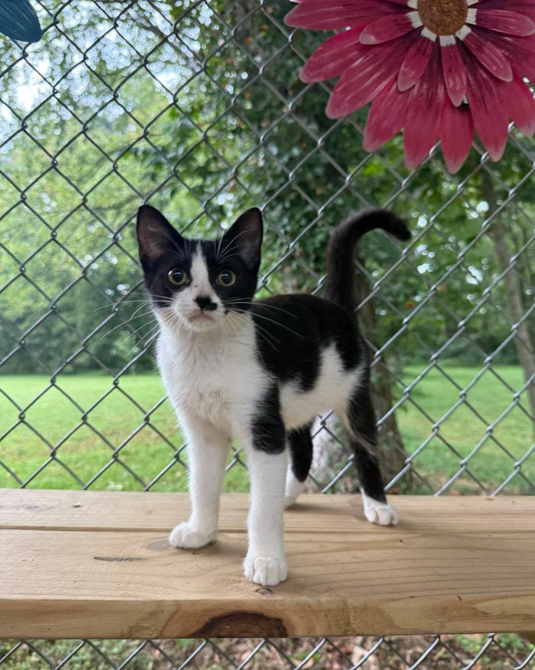 Cookie, Adopted, Kitten Female Domestic Short Hair.