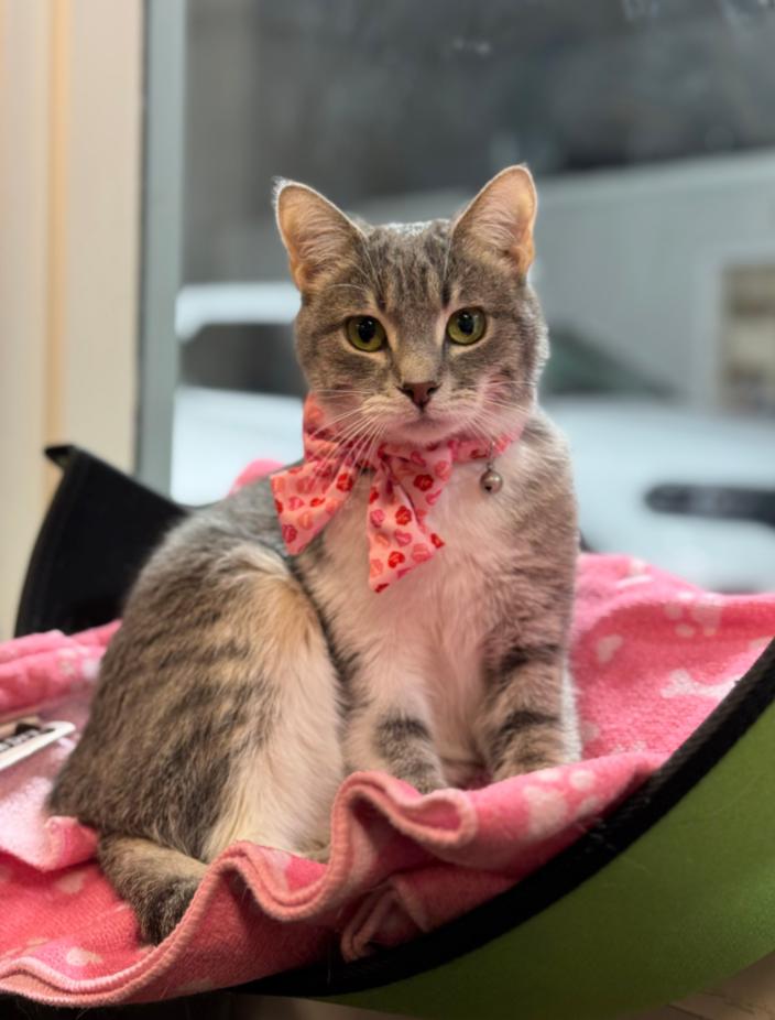 BARBIE, Adoptable, Adult Female Tabby & Tiger.