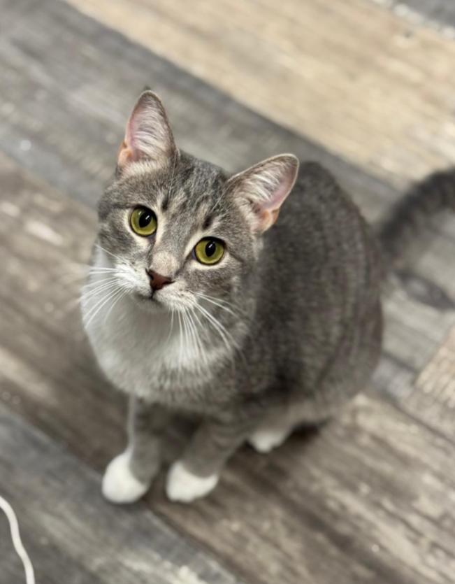 BARBIE, a Adoptable mixed breed in Carroll, OH image 2/4