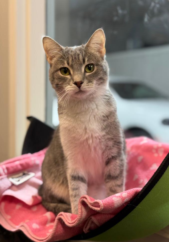 BARBIE, a Adoptable mixed breed in Carroll, OH image 4/4